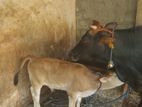 Farm Cow