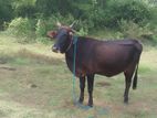 Sahiwal Cow