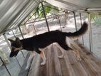 ஜேமன் ஷெப்பர்ட் Puppy