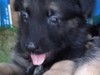 German Shepherd Puppies
