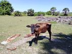 Farm Cows