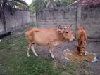 Farm Cows