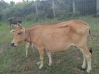 Farm Cows