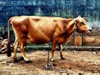 ஜேர்சி பசு