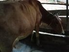 ජේසී එලදෙන පැටියා සහ ගොන් වස්සා