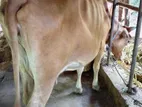 Farm Cow