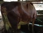 ජේසී වර්ගයේ කිරි ගවයා සහ පැටවා