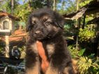 German Shepherd