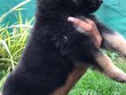 German shepherd Puppy