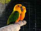 Jenday Conure Breeding Pair