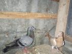 Pigeons