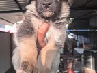 German Shepherd Puppy