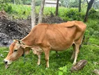 Jersey Cow