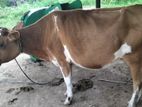 Jersey Cattle Breed Cow