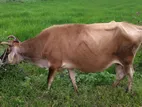 Jersey Milk Cow