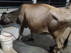 Jercy Milking Cow ජර්සි