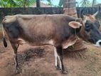 Jercy pragnant cow sale