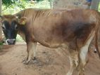 Jersey Cow