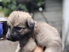 Germen Shepherd Puppies