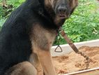 German Shepherd Dog