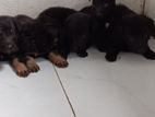 German Shepherd Long Coat Puppies