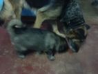 German Shepherd Puppies