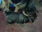 German Shepherd Puppies