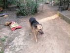 German Sherpherd Female Dog