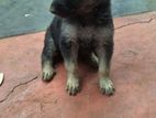 German Shepherd Puppies