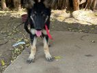 German Shepherd Puppy