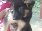 German Shepherd Puppy