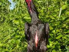 Jerman Shamo Rooster