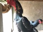 Shamo Rooster