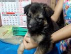 German Shepherd Puppy
