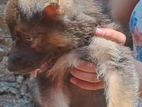 German Shepherd Puppy