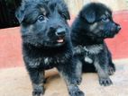 German Shepherd Puppies