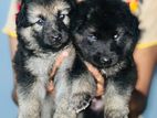 German Shepherd Puppies