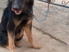 German Shepard Dog