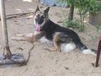 German Shepheard Dog