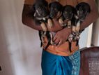 German Shepherd Puppies