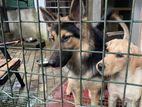 Jerman Shepard Female Puppy and Laprador