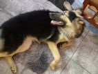 German Shepherd Dog