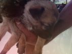German Shepherd Puppies