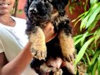 German Shepherd Long Coat Female Puppies