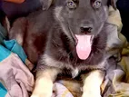 German Sheperd Male Puppy