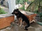 German Shepherd Dog
