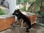 German Shepherd Dog