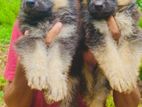 German Shepherd Puppies