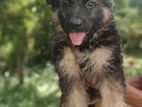 German Sheperd Puppy