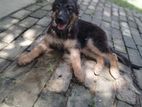 German Sheperd Puppy